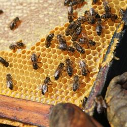 Propolis - přírodní obranný štít,