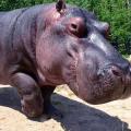Čarodějnice v Zoo Dvorec 2026