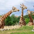 Prázdniny končí v Zoo Jihlava 2026