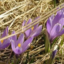 krokus