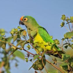 aratinga-zlatocely-280x193.jpg